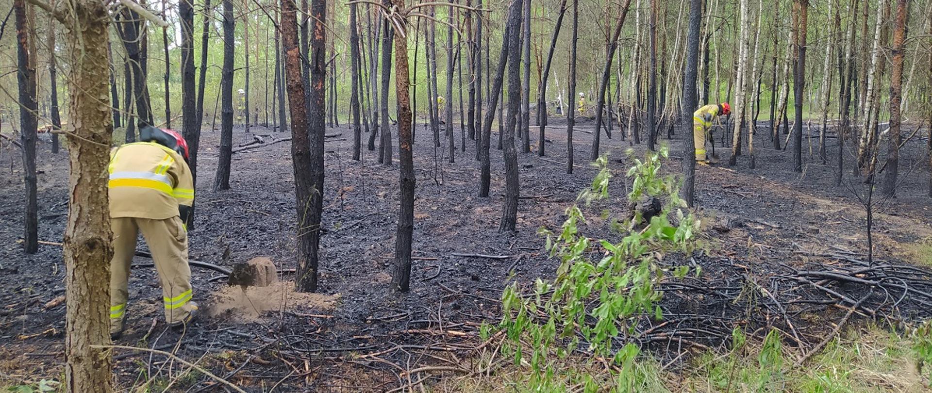 Strażacy przekopują spaloną ściółkę wokół drzew 