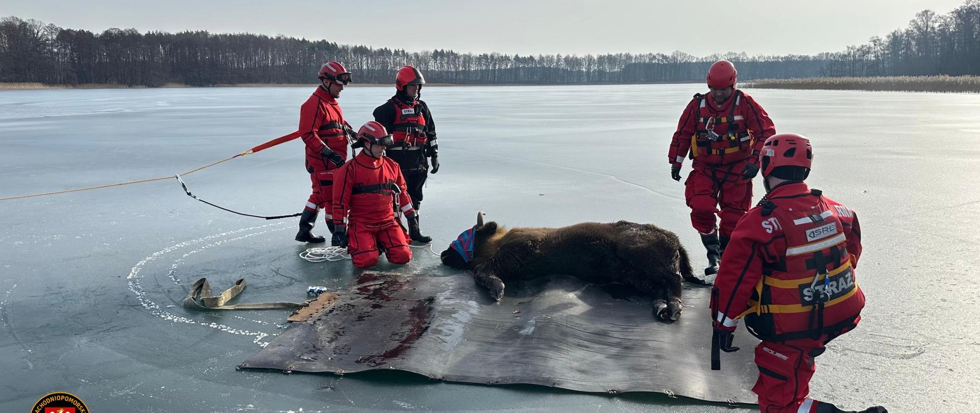 Akcja ratunkowa w Drzewoszewie. Żubr na zamarzniętym jeziorze Bytyń Wielki.