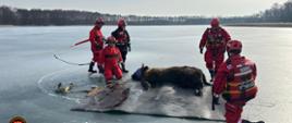 Akcja ratunkowa w Drzewoszewie. Żubr na zamarzniętym jeziorze Bytyń Wielki.
