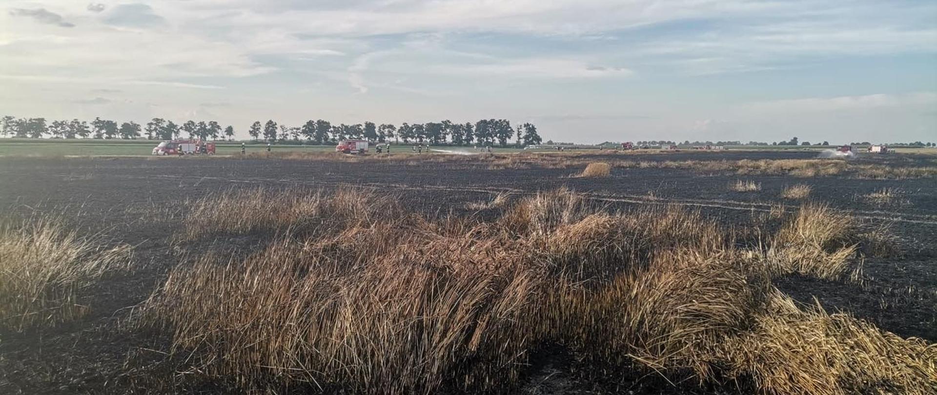 Dzień. Spalone zboże na polu, w tle samochody strażackie.
