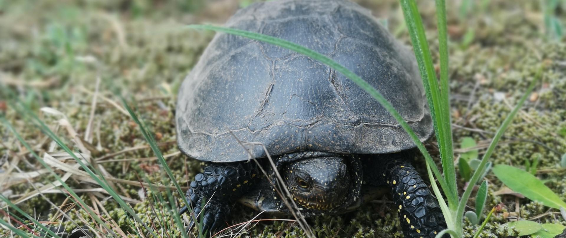 Żółw błotny (Emys orbicularis)