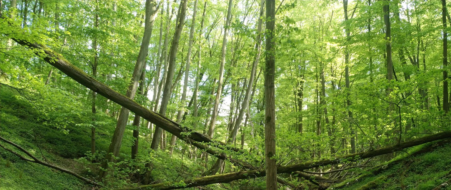 Drzewo na środku zielonego wąwozu, w tle las