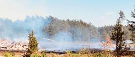 POŻAR LASU I STERTY DREWNA OPAŁOWEGO W PYCZKU [08.07.2023]