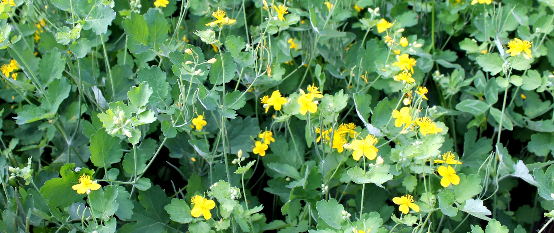 Zdjęcie przedstawiające glistnika (znane też jako złotnik, jaskółcze ziele czy glistnik pospolity).