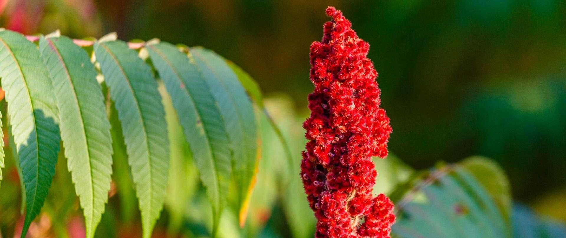 Inwazyjny gatunek obcy Sumak octowiec (Rhus typhina)