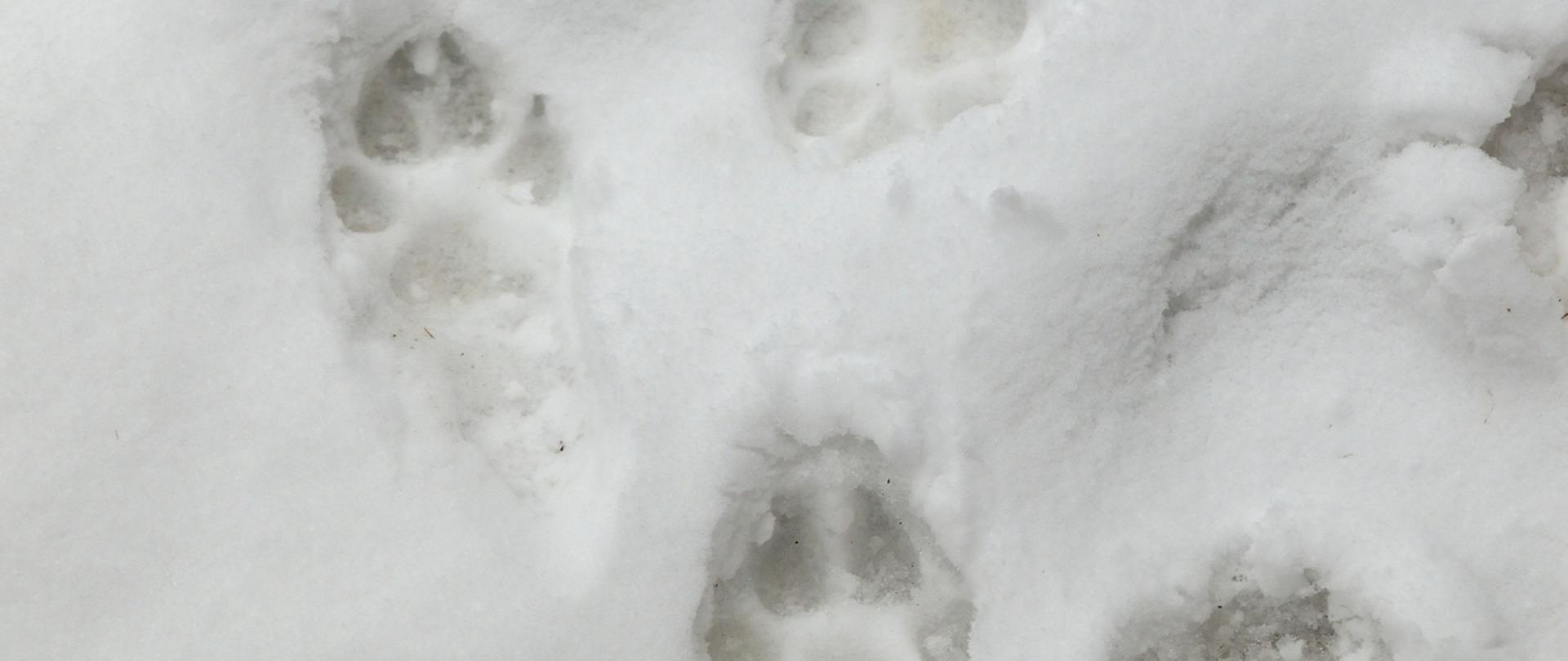 Wolf Footprint in the snow