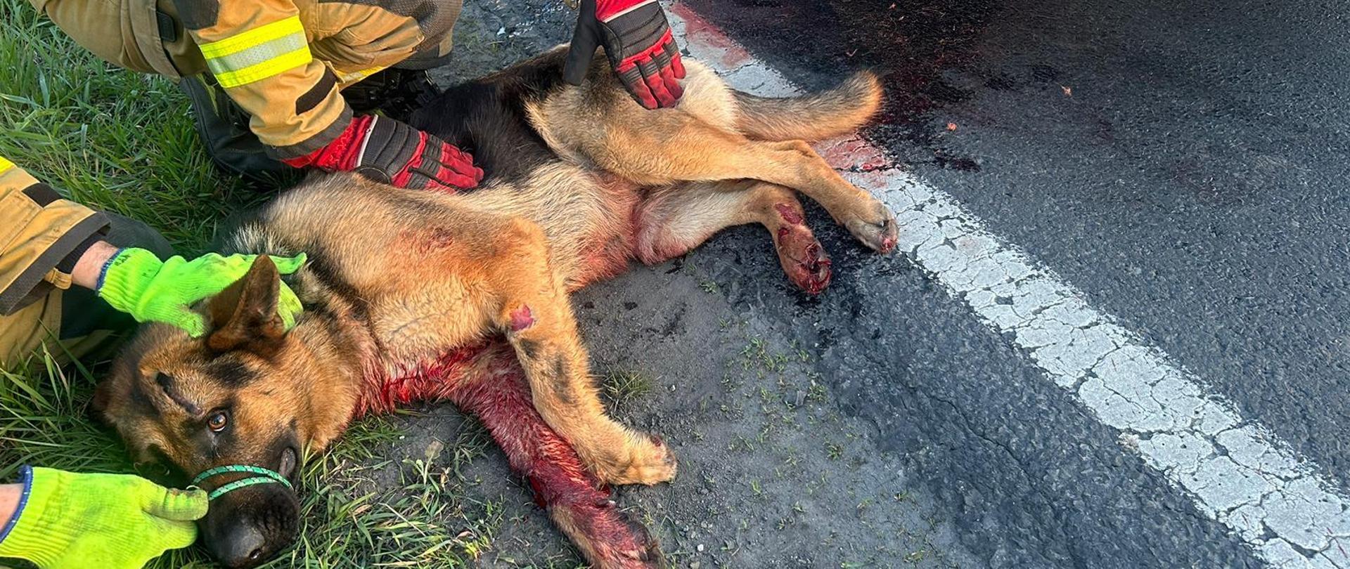 Zdjęcie przedstawia strażaków udzielających pomocy rannemu zwierzęciu.
