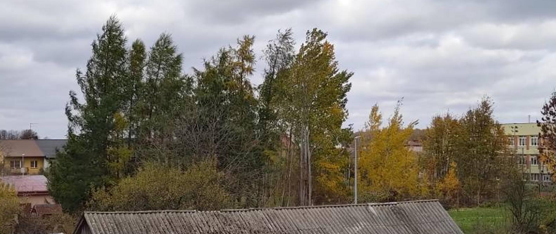 Zdjęcie przedstawia widok z okna Komendy Powiatowej Państwowej Straży Pożarnej w Zambrowie od strony pomieszczenia Wydziału Kontrolno-Rozpoznawczego. Na zdjęciu widać stary eternitowy dach drewnianego budynku oraz uginające się w wyniku działania silnego wiatru wysokie drzewa. Zdjęcie wykonano w pochmurny, wietrzny dzień. 