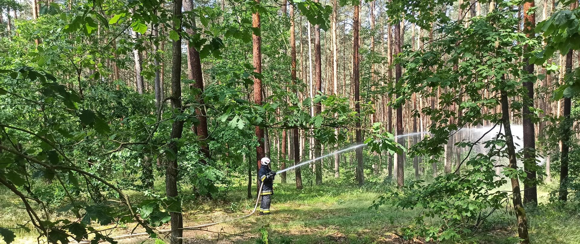 Zdjęcie wykonane jest w lesie i przedstawia strażaka gaszącego pożar lasu w trakcie ćwiczeń. Strażak ubrany jest w ubranie specjalne i hełm, a w rękach trzyma prądownicę, z której podaje wodę. 