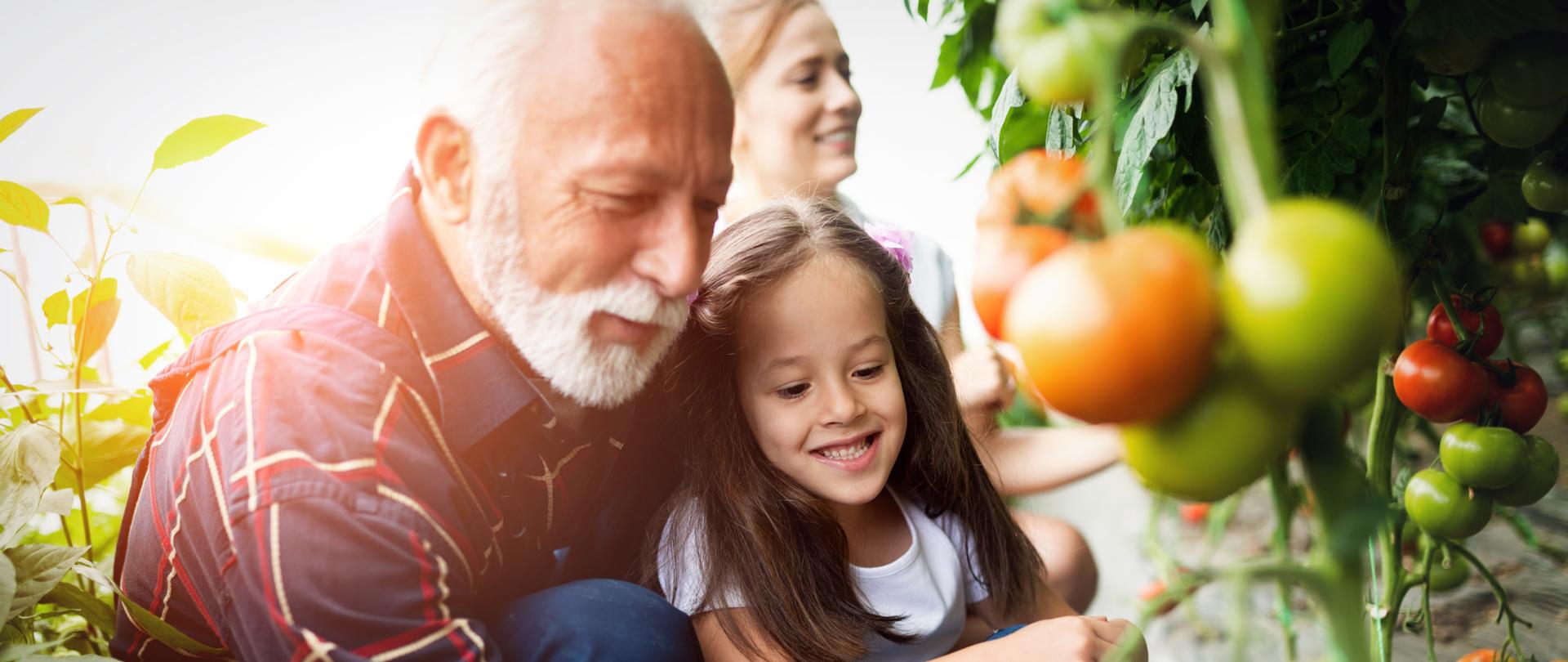Grandfather growing vegetables with grandchildren and family at farm