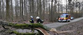 Zdjęcie wykonano za dnia, dwóch strażaków Ochotniczej Straży Pożarnej w ubraniach specjalnych usuwa z drogi powalone drzewo. Na dalszym planie lekki samochód ratowniczo-gaśniczy. 