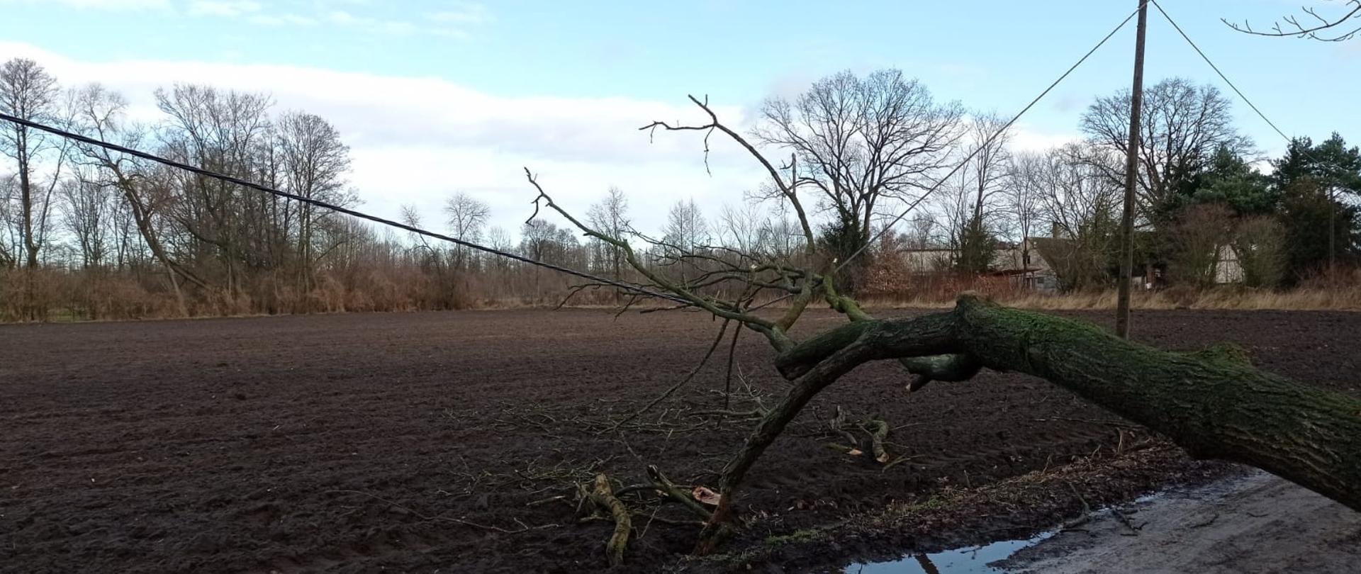 Powalone drzewo uszkodziło linię energetyczną w miejscowości Albertowsko