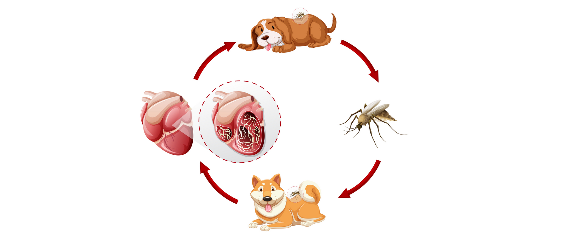 Dirofilarioza_cykl_3