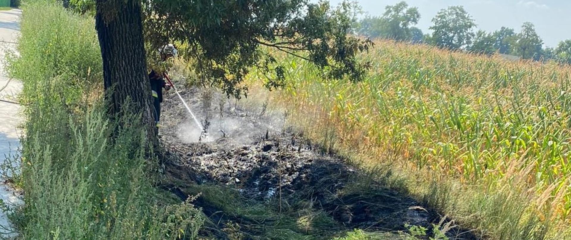 Pożar drzewa i trawy. Na pierwszym planie drzewo z wypalonym pniem. Obok drzewa wypalona trawa. Za drzewem strażak w białym hełmie, trzymając w ręce czerwoną prądownicę dogasza pożar. W tle drzewa i pole kukurydzy
