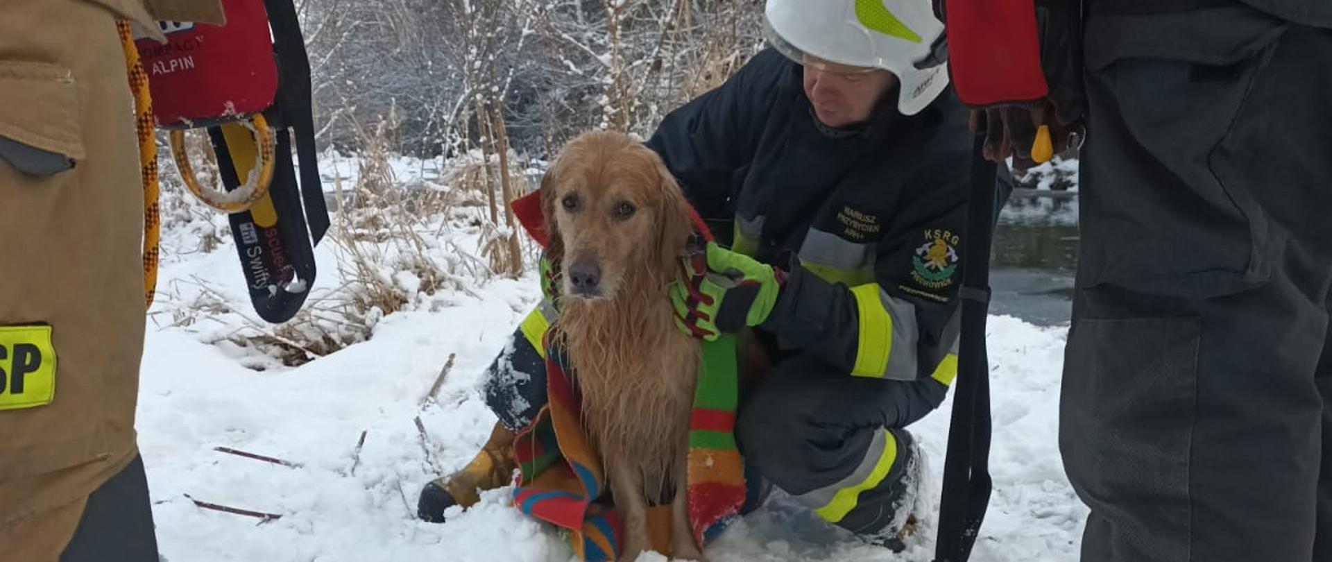 Na zdjęciu widać okrytego kocem przez strażaka psa wydobytego z wody. Pies znajduje się na śniegu. Zdjęcie wykonane w dzień. 