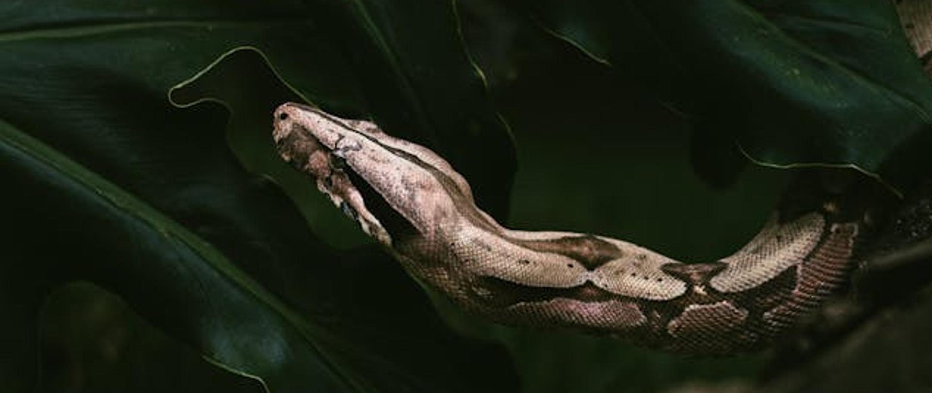 glowa węża pełznącego wśrod roślin