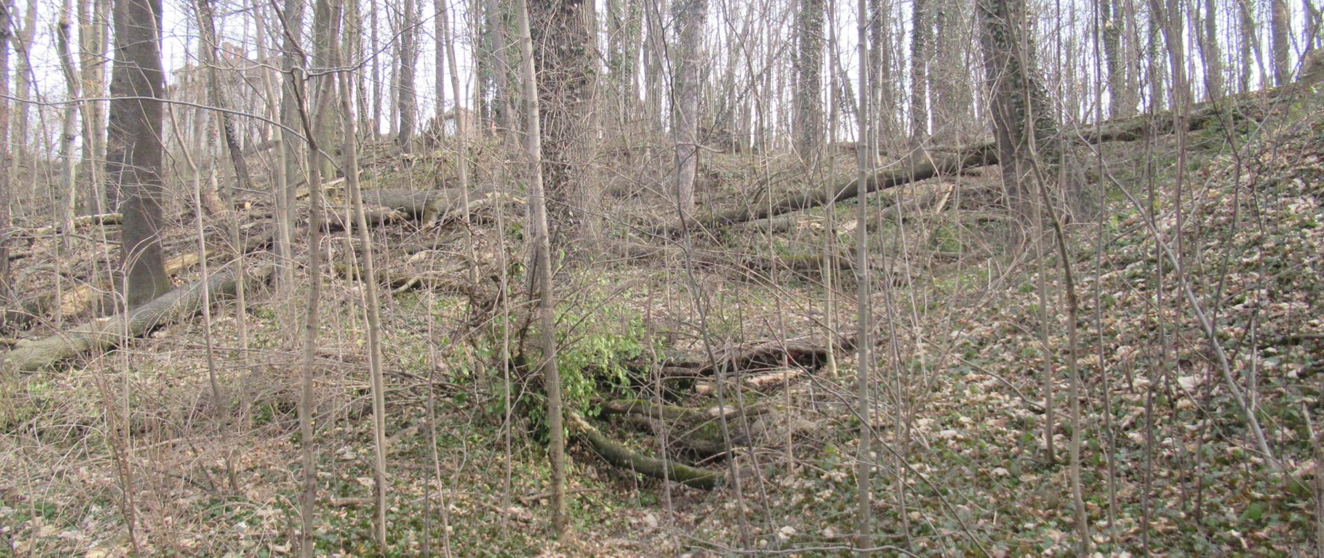 Las z powalonymi drzewami i martwym drewnem na ziemi