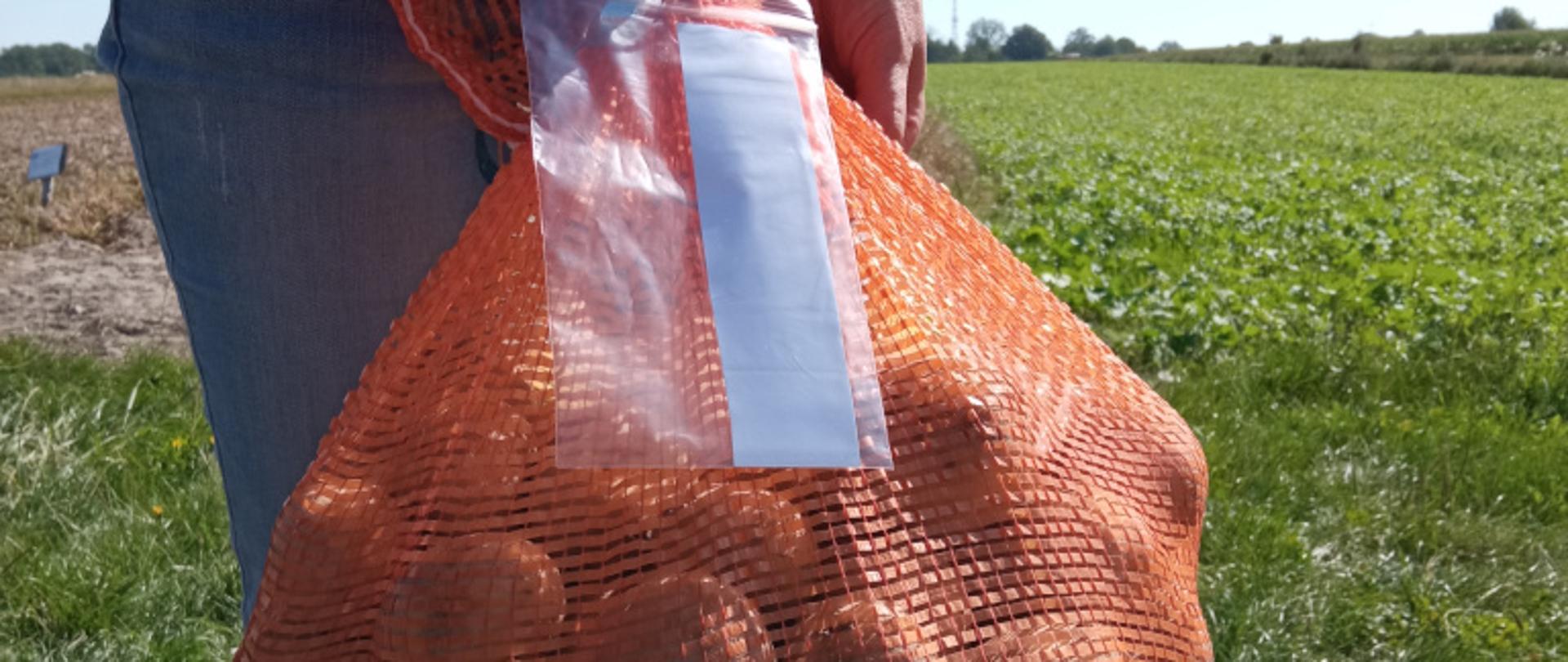 Pobieranie prób ziemniaków z plantacji nasiennych