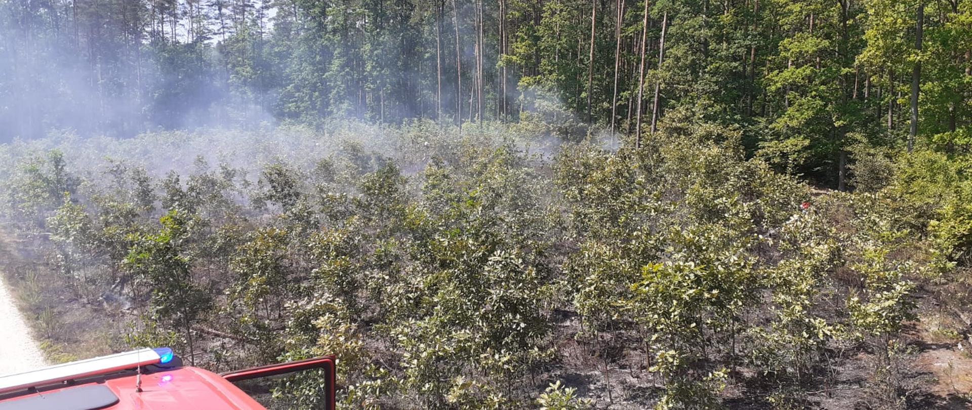 Unoszący się dym nad uprawą leśną