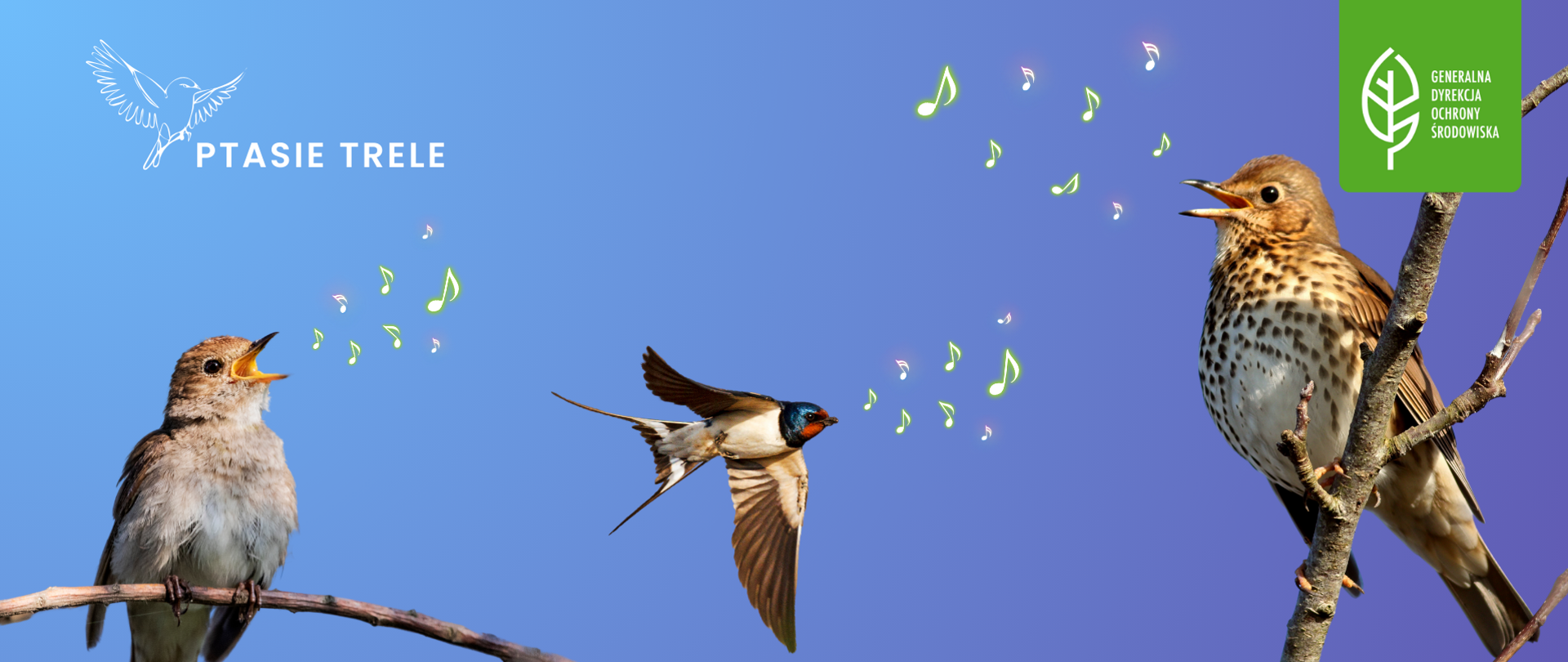 Grafika z niebiesko-fioletowym tłem. po lewej i prawej stronie na gałęzi siedzą szaro-brązowe ptaki z otwartymi dziobami jakby śpiewały. W środkowej części grafiki widać ptaka w locie, który ma kolorowe upierzenie. Nad ich głowami znajdują się ikony przedstawiające nuty. W prawym górnym rogu znajduje się logotyp Generalnej Dyrekcji Ochrony Środowiska. Natomiast w prawym górnym rogu ikona ptaka w locie oraz napis: "PTASIE TRELE".
