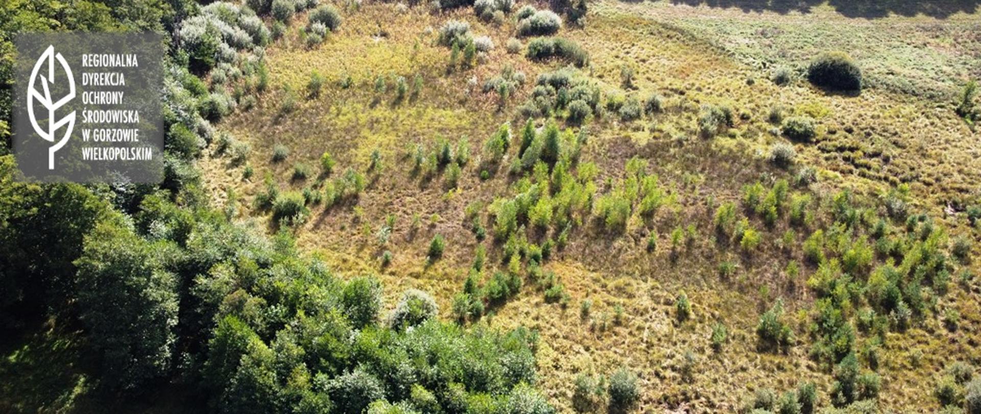 Zdjęcie z lotu ptaka przedstawiające śródleśną polanę, porośniętą pojedynczymi drzewami.