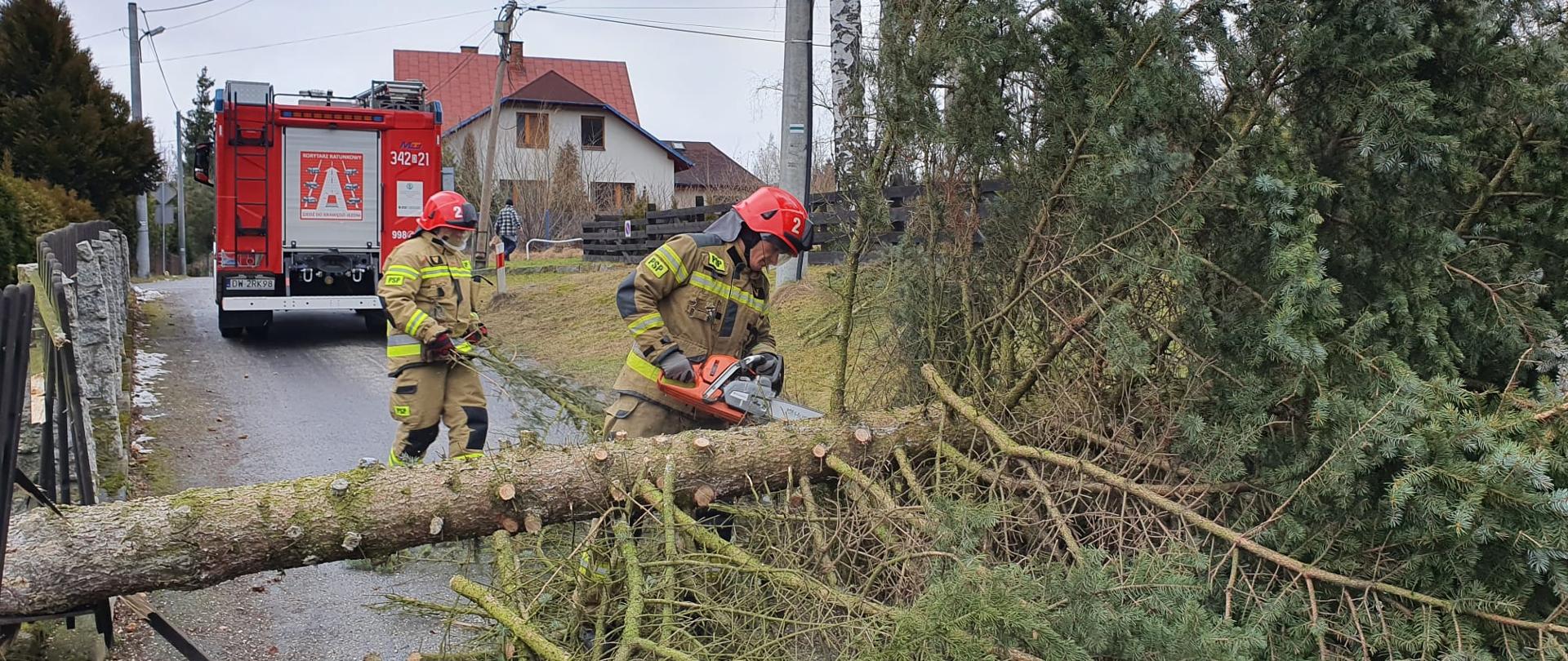 Na zdjęciu widać dwóch strażaków pracujących pilarkom spalinową przy powalonym drzewie. Strażacy są w umundurowaniu bojowym. Zdjęcie wykonane w dzień. W tle widać pojazd strażacki koloru czerwonego. 