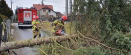 Na zdjęciu widać dwóch strażaków pracujących pilarkom spalinową przy powalonym drzewie. Strażacy są w umundurowaniu bojowym. Zdjęcie wykonane w dzień. W tle widać pojazd strażacki koloru czerwonego. 