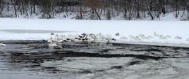 Zdjęcie przedstawia łabędzie i kaczki na zamarzniętym akwenie.