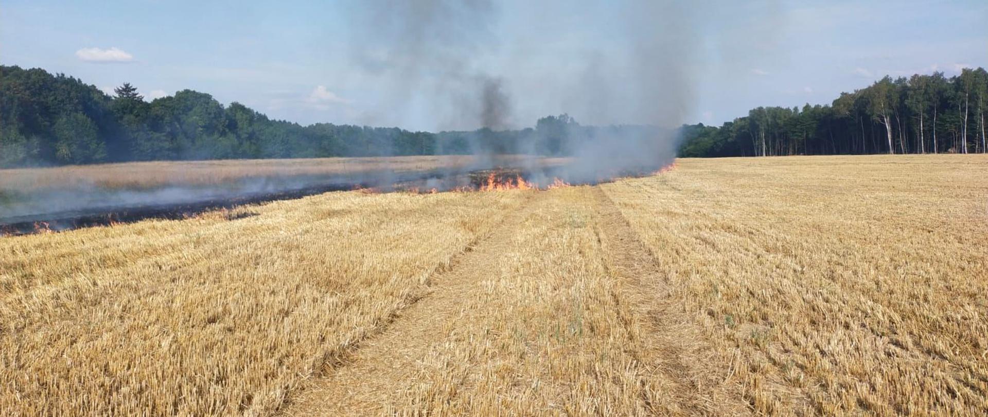Słonecznie, ściernisko . Z lewej strony unosi się dym ze spalonego ścierniska i widoczne płomienie. W oddali las.
