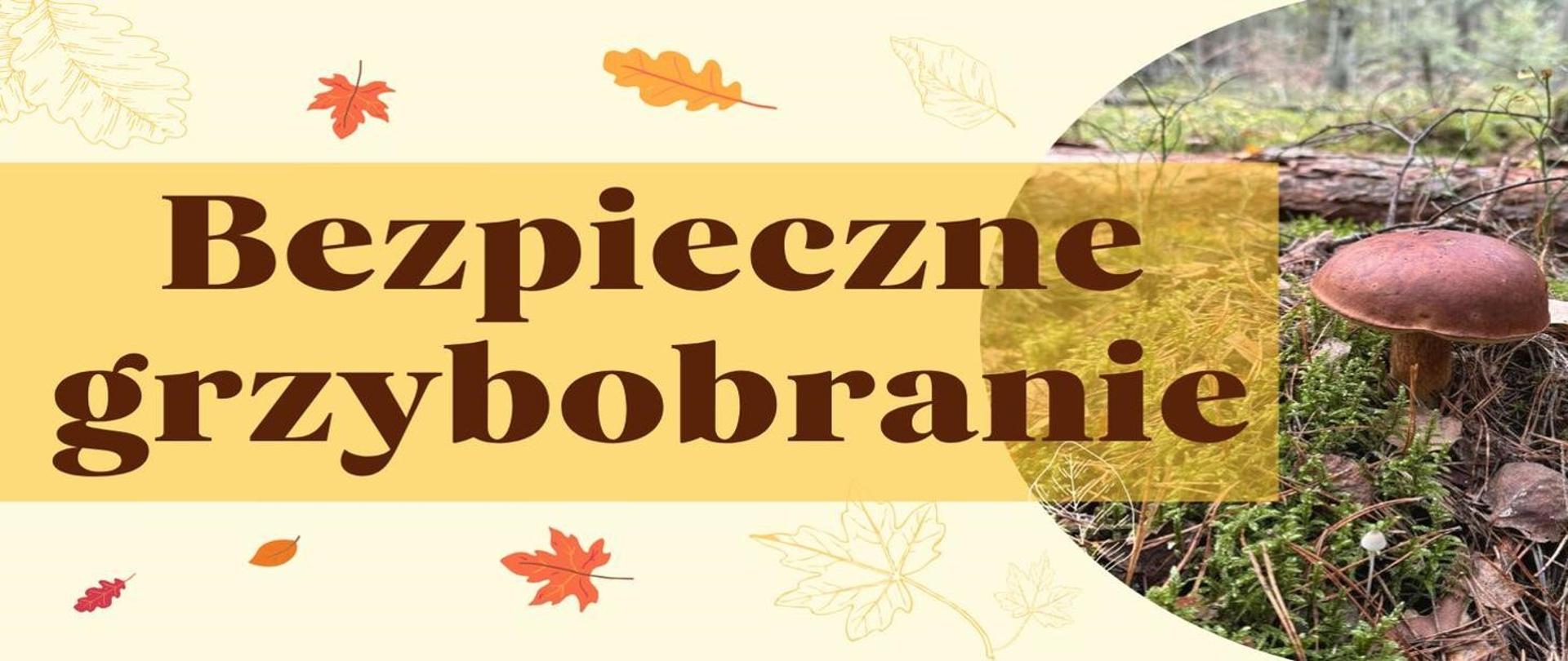 BEZPIECZNE GRZYBOBRANIE – o czym warto pamiętać? 