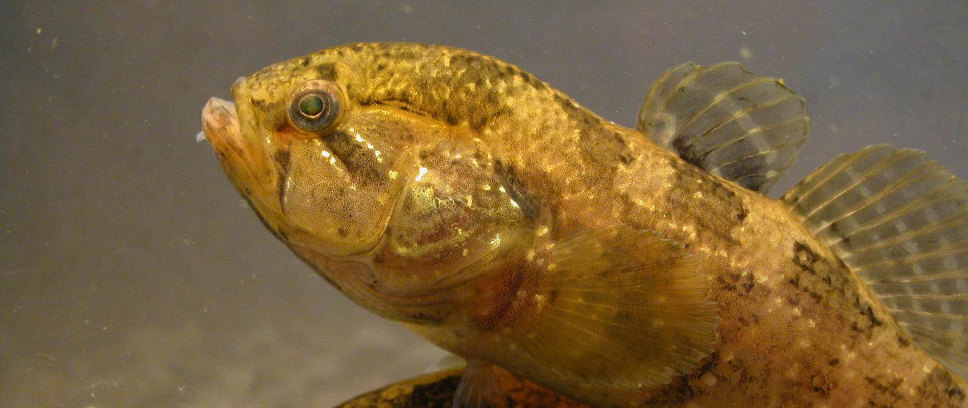 Na zdjęciu dwie trawianki, obie po łuskach w kolorze złotym i ciemnobrązowym.