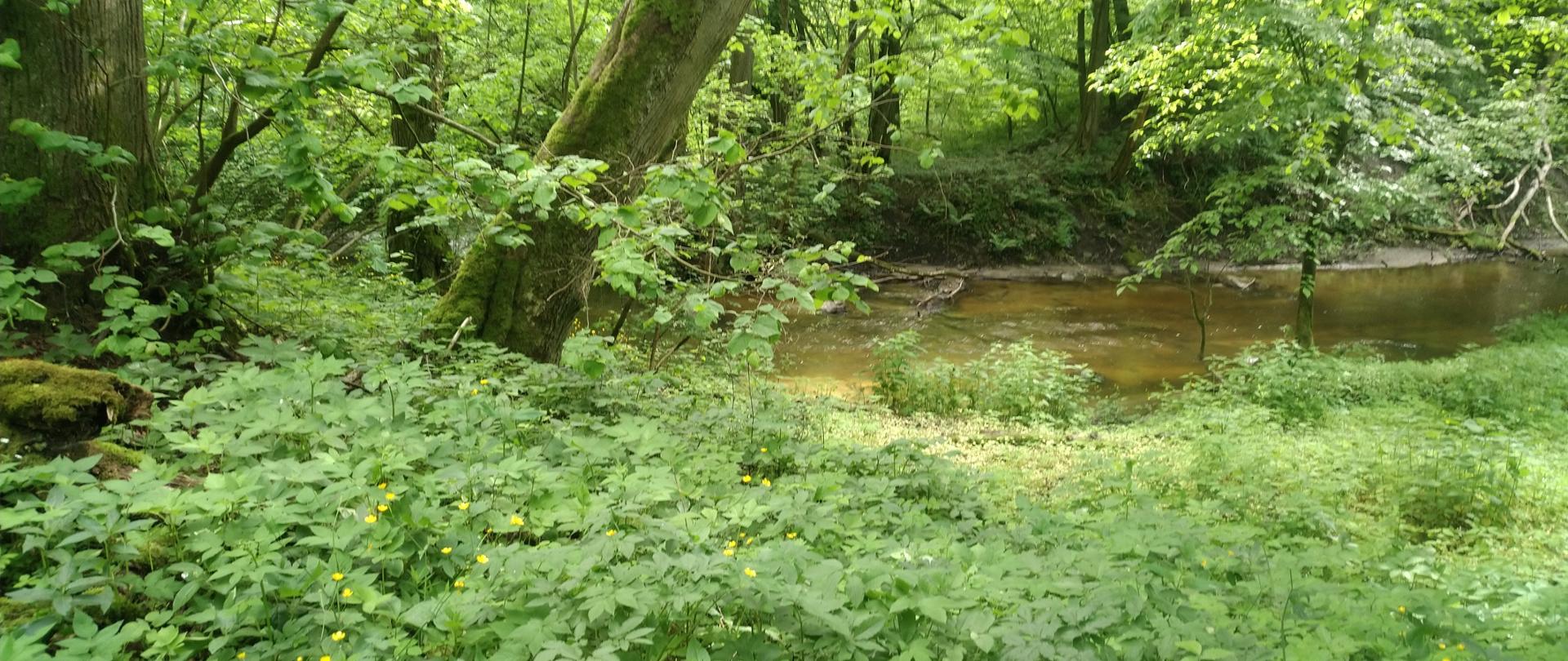 Zielona roślinność i żółte kwiaty nad brzegiem wody, w tle las liściasty