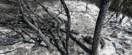 Pożar zarośli, trawy i drzew w całości po stronie Słowackiej