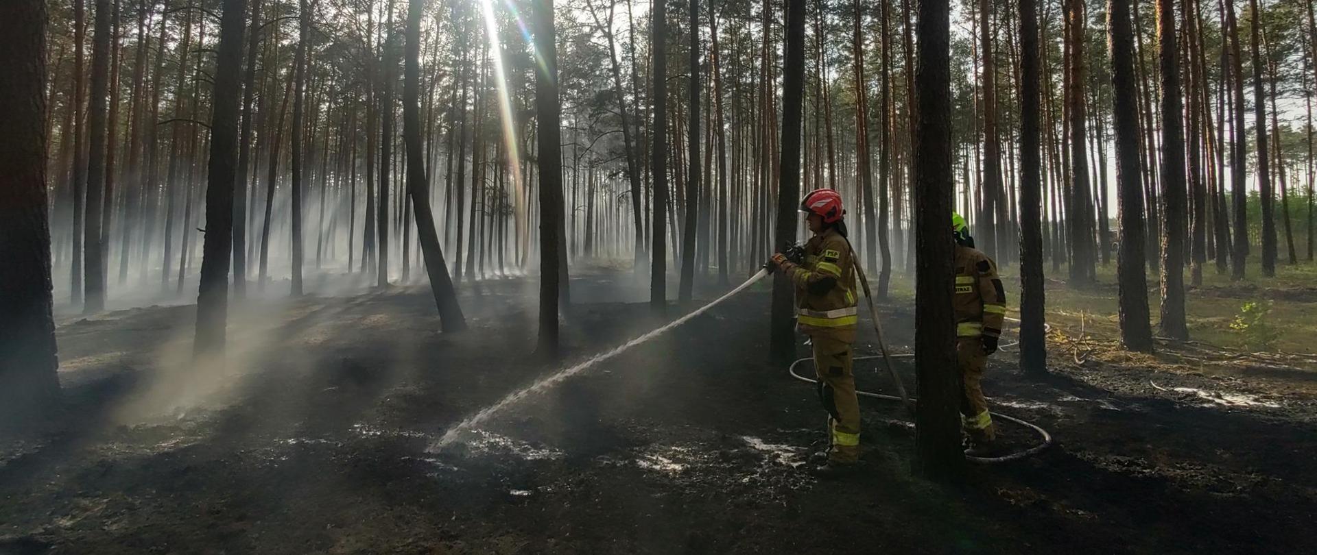 2 strażaków podających prąd wody na palącą się ściołę w lesie