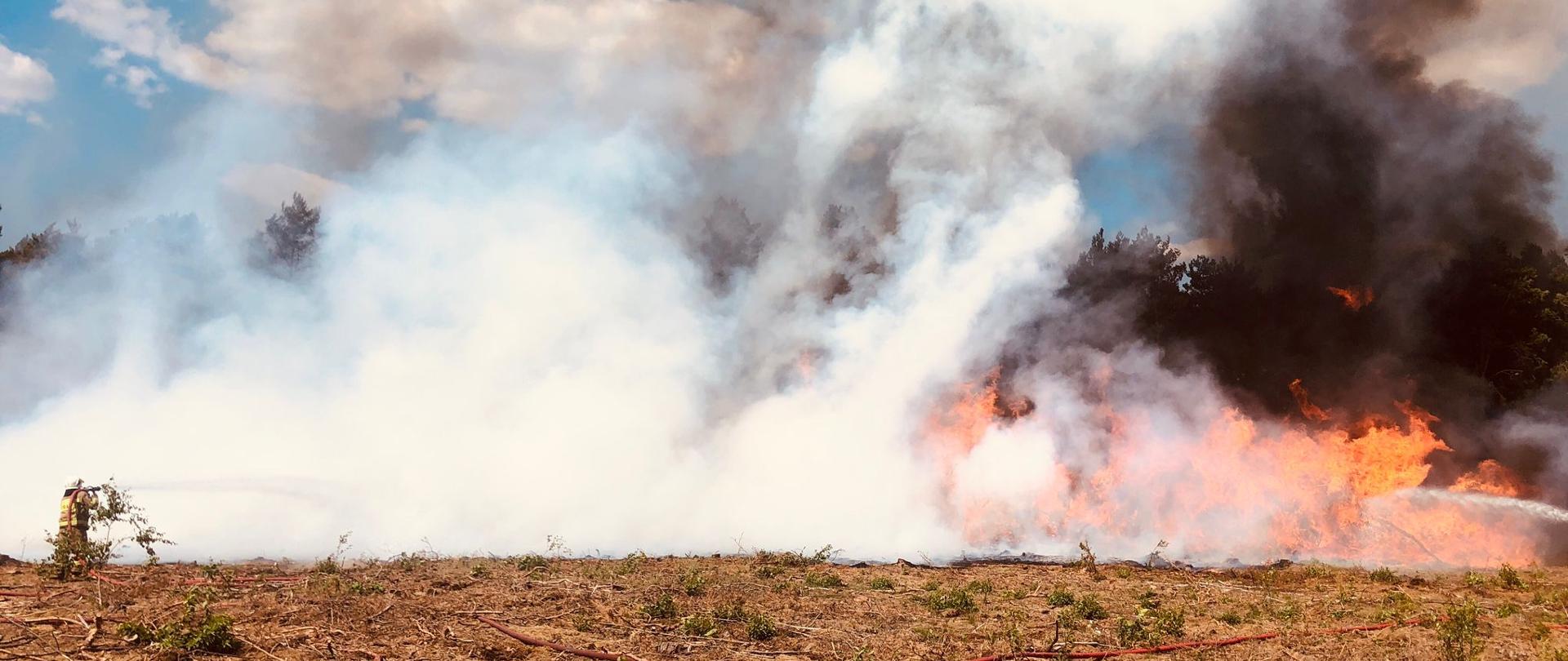 POŻAR LASU I STERTY DREWNA OPAŁOWEGO W PYCZKU [08.07.2023]
