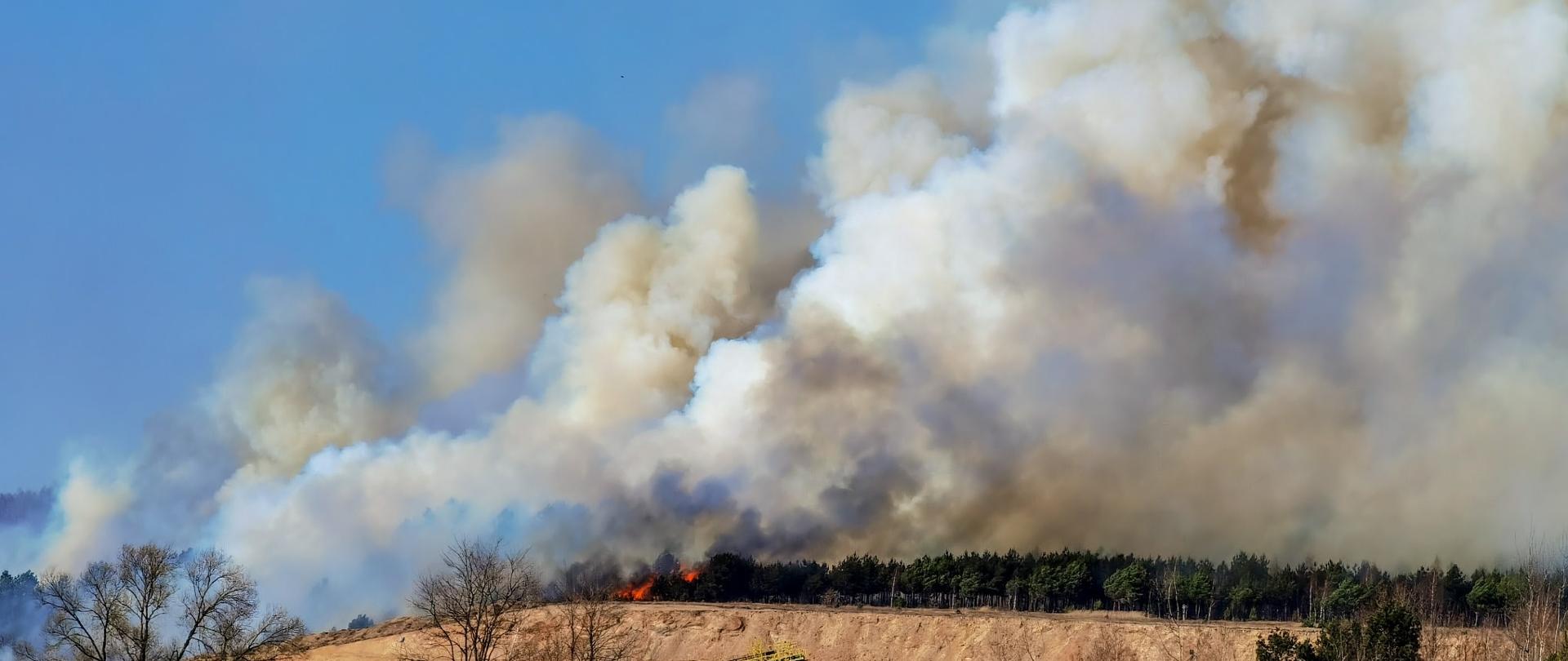 Na zdjęciu z oddali widać bardzo duży pożar traw i lasu. Na zdjęciu widać duże kłęby dymu unoszące się nad drzewami. Zdjęcie wykonane w porze wiosennej w słoneczny dzień