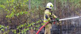 Strażak w ubraniu specjalnym podaje prąd wody na pożar młodnika.