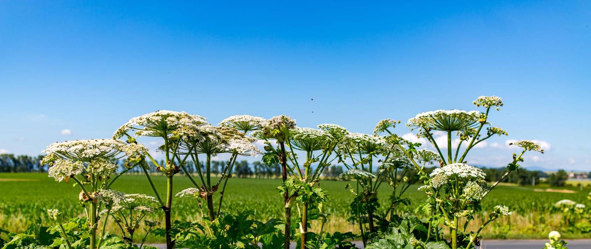 zdjęcie na pierwszym planie roślina barszcz Sosnowskiego, w tle zielona łąka i niebieskie niebo