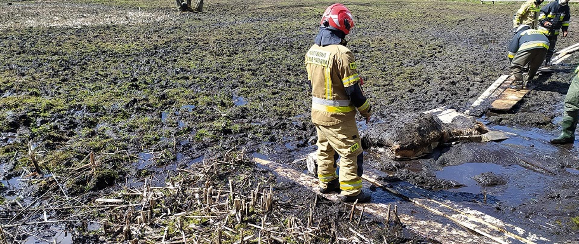 Uwięziony w błocie koń