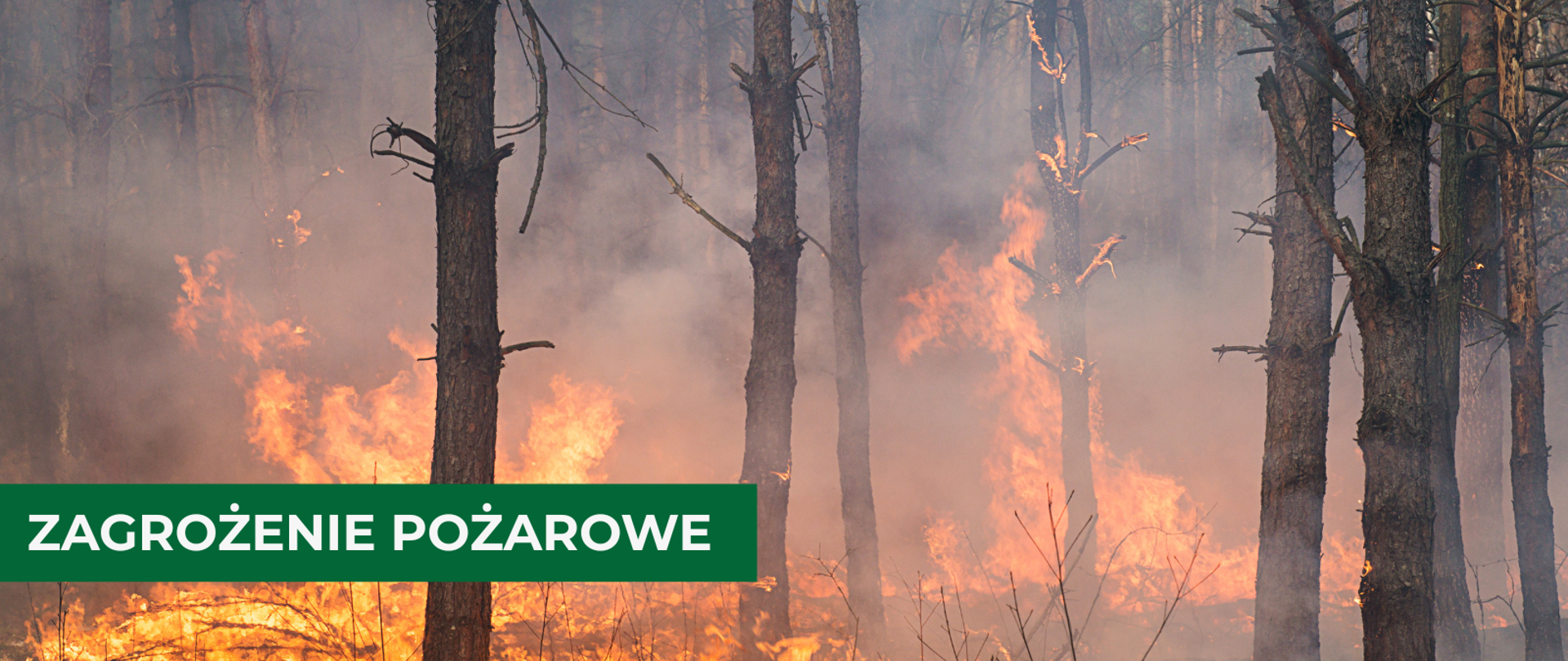 Zagrożenie pożarowe w lasach. Uruchomiono specjalny numer alarmowy
