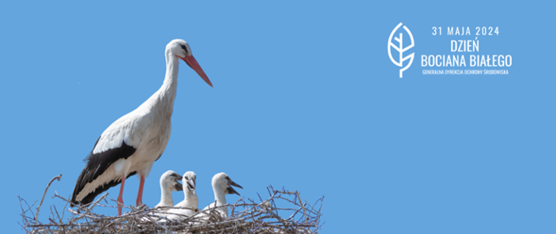 Na tle błękitnego nieba gniazdo ptaków - bocianów białych. W gnieździe siedzą trzy małe ptaki a nad nimi stoi dorosły ptak. W prawym górnym rogu napis: 31 maja Dzień Bociana Białego i logotyp Generalnej Dyrekcji Ochrony Środowiska (biały liść). 
