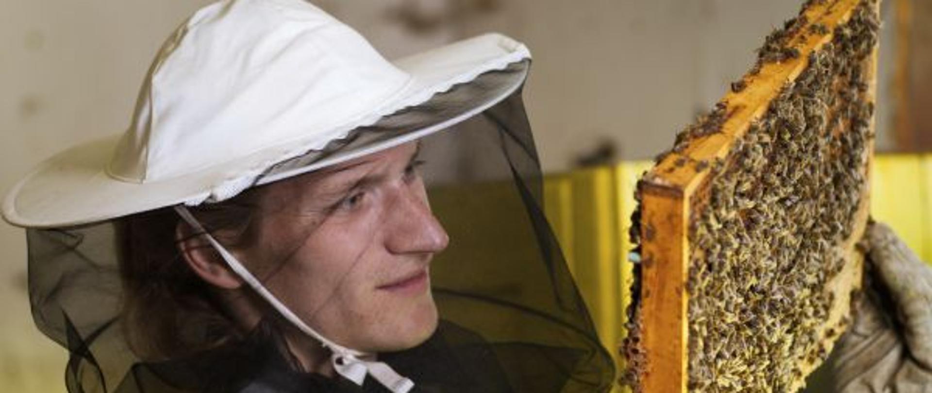 Pszczelarz ogląda uważnie ramkę z ula na której jest mnóstwo pszczół.