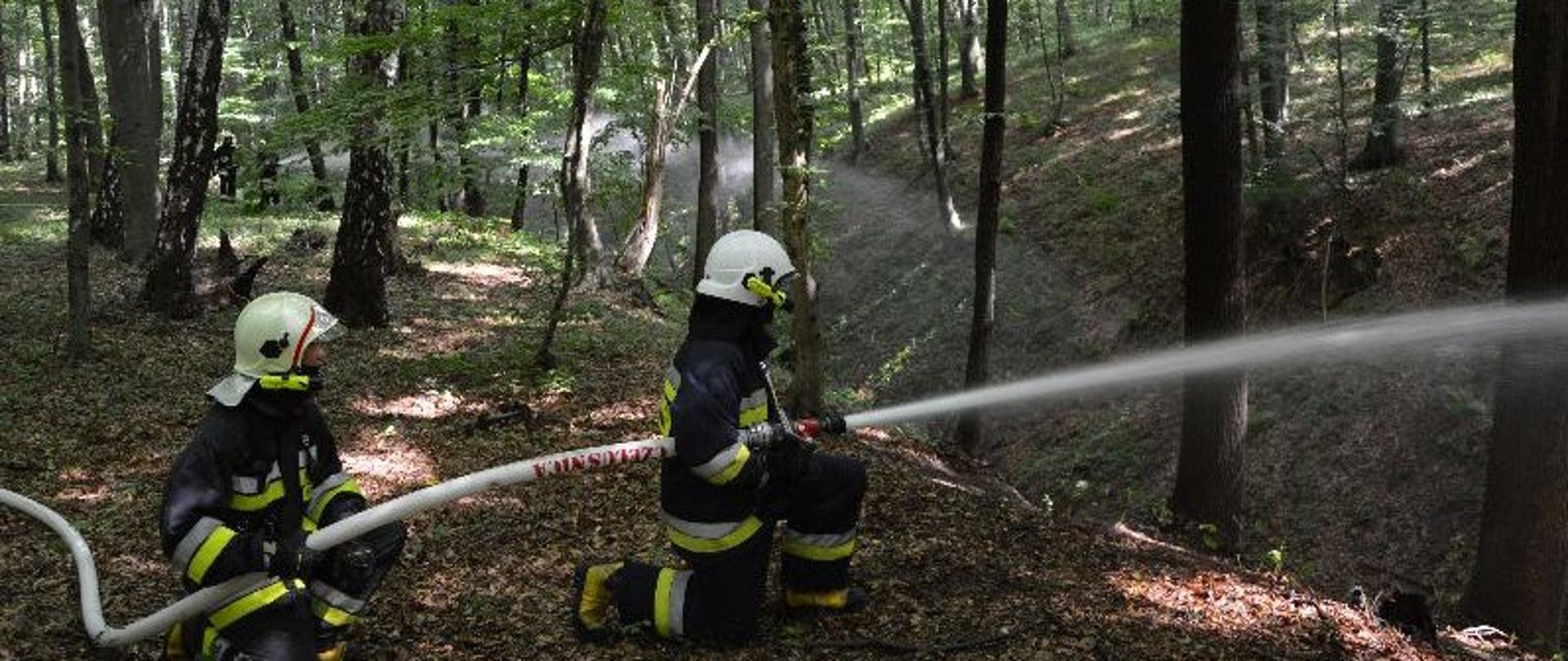 Na zdjęciu dwóch strażaków gaszących (symulujących) pożar lasu. Jeden przytrzymuje linię wężową, zaś drugi trzyma w ręku prądownice i kieruje prądem wody na ogień