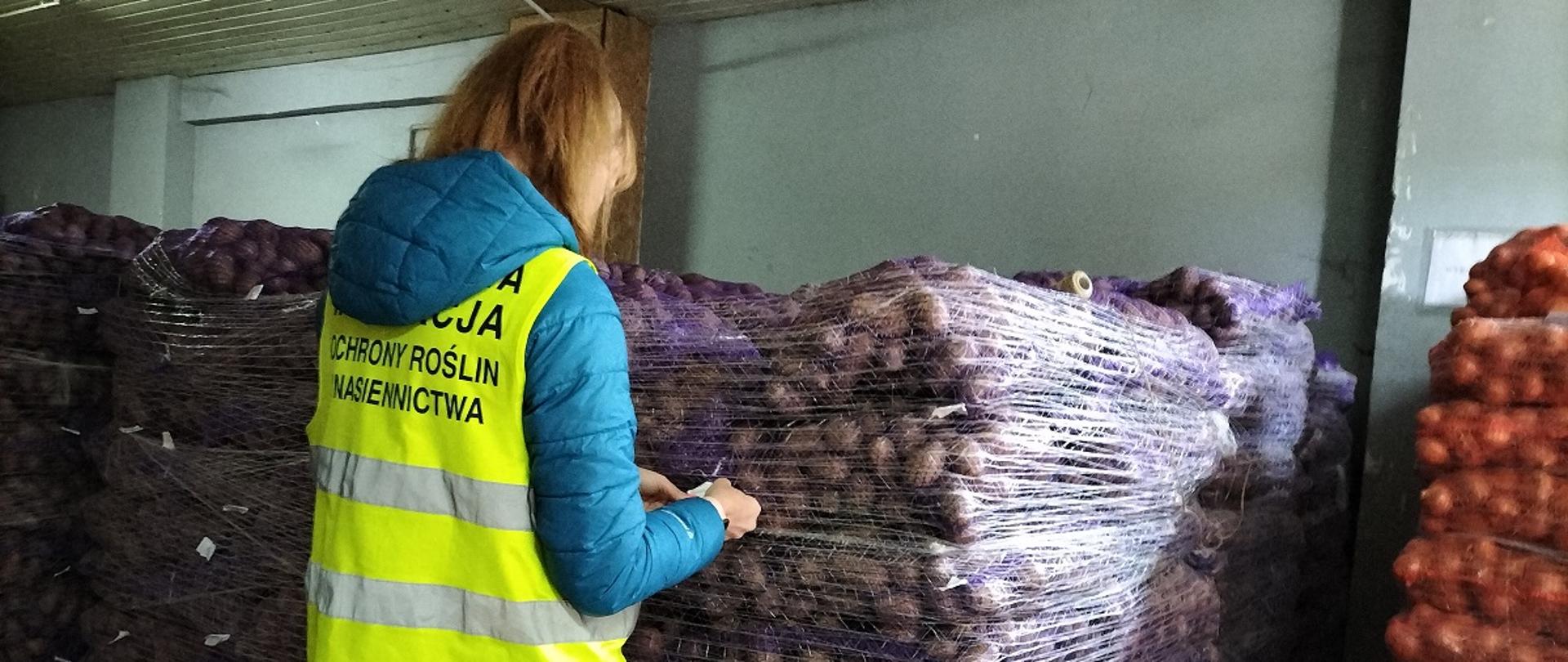 Pracownik Inspekcji Ochrony Roślin przeprowadza kontrolę oznakowania towaru (worków) przygotowanego na eksport. 