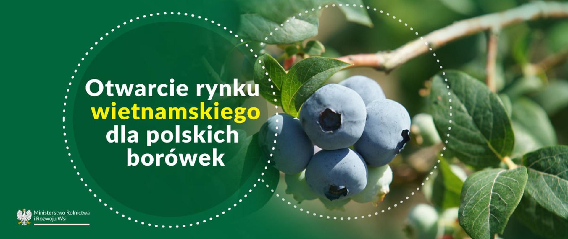 borówki rosnące na krzewie