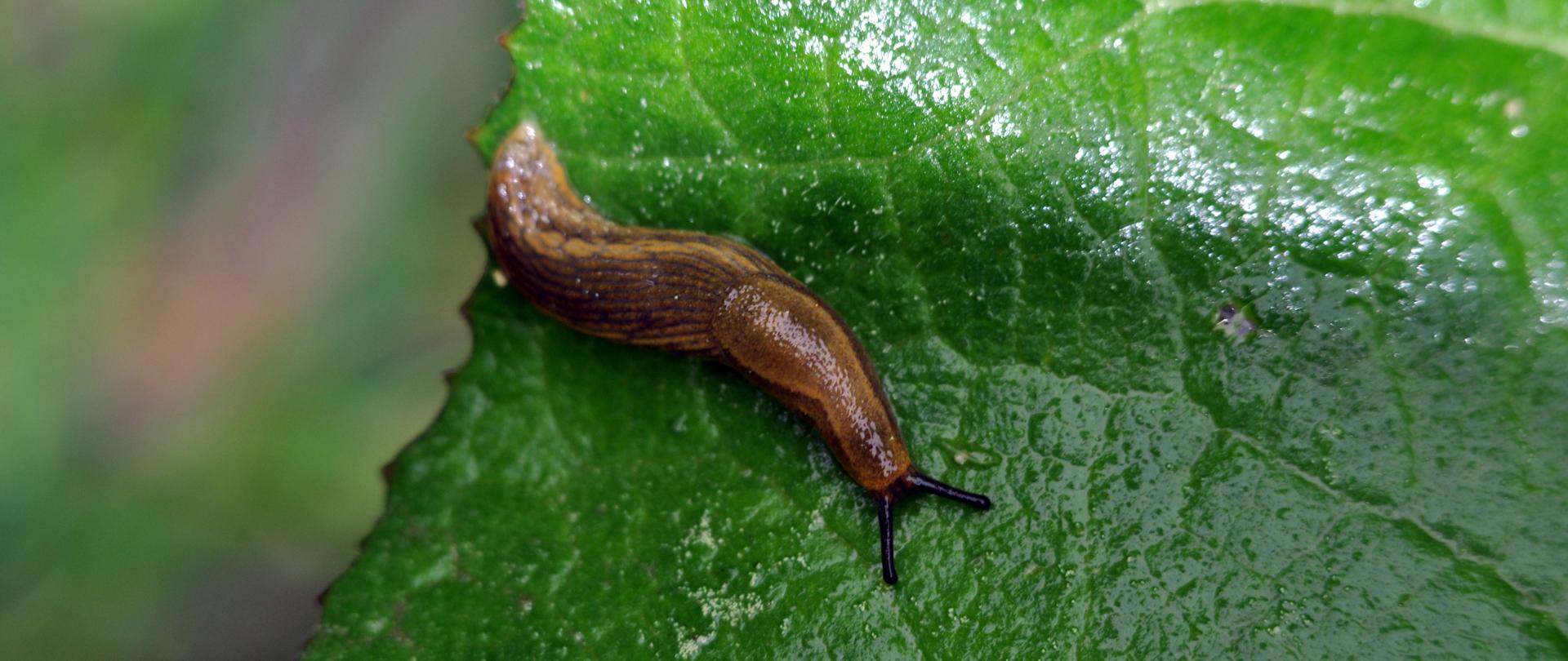 Na zdjęciu brązowy ślinik luzytański pełzający po zielonym dużym liściu. 