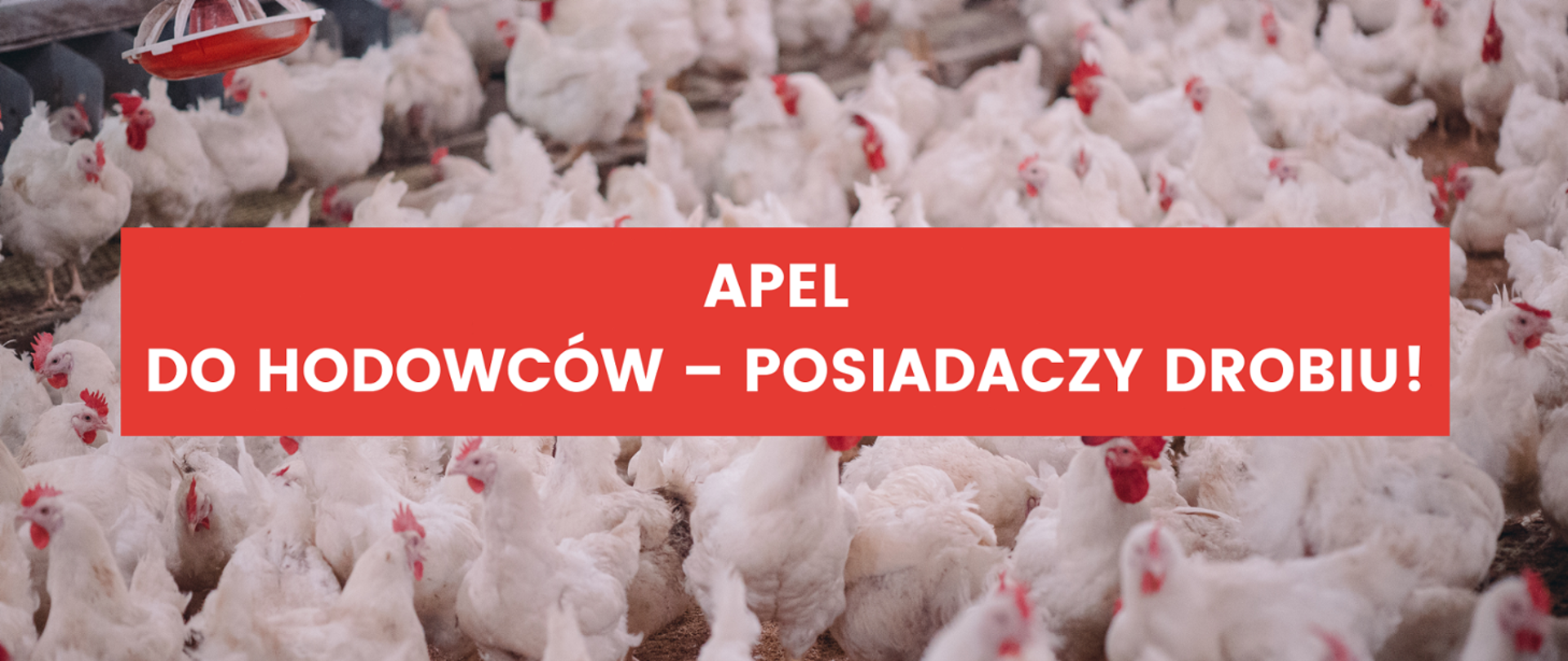Apel do hodowców drobiu