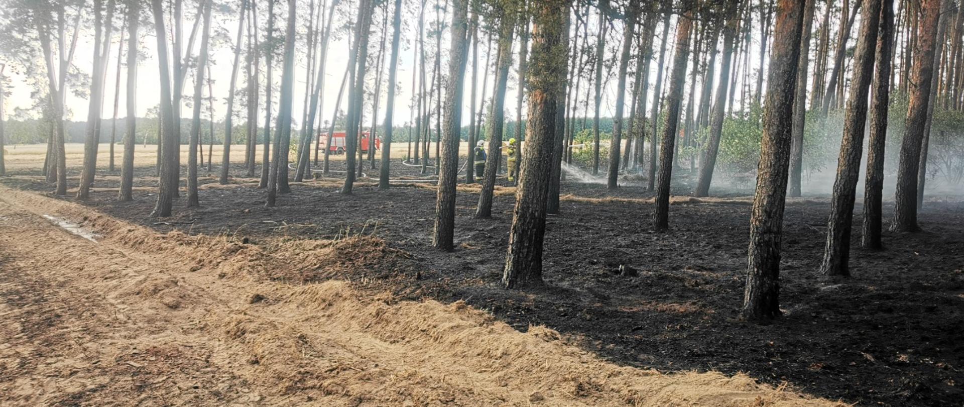 Na zdjęciu strażacy podczas prowadzenia akcji gaśniczej na ściółkę leśną
