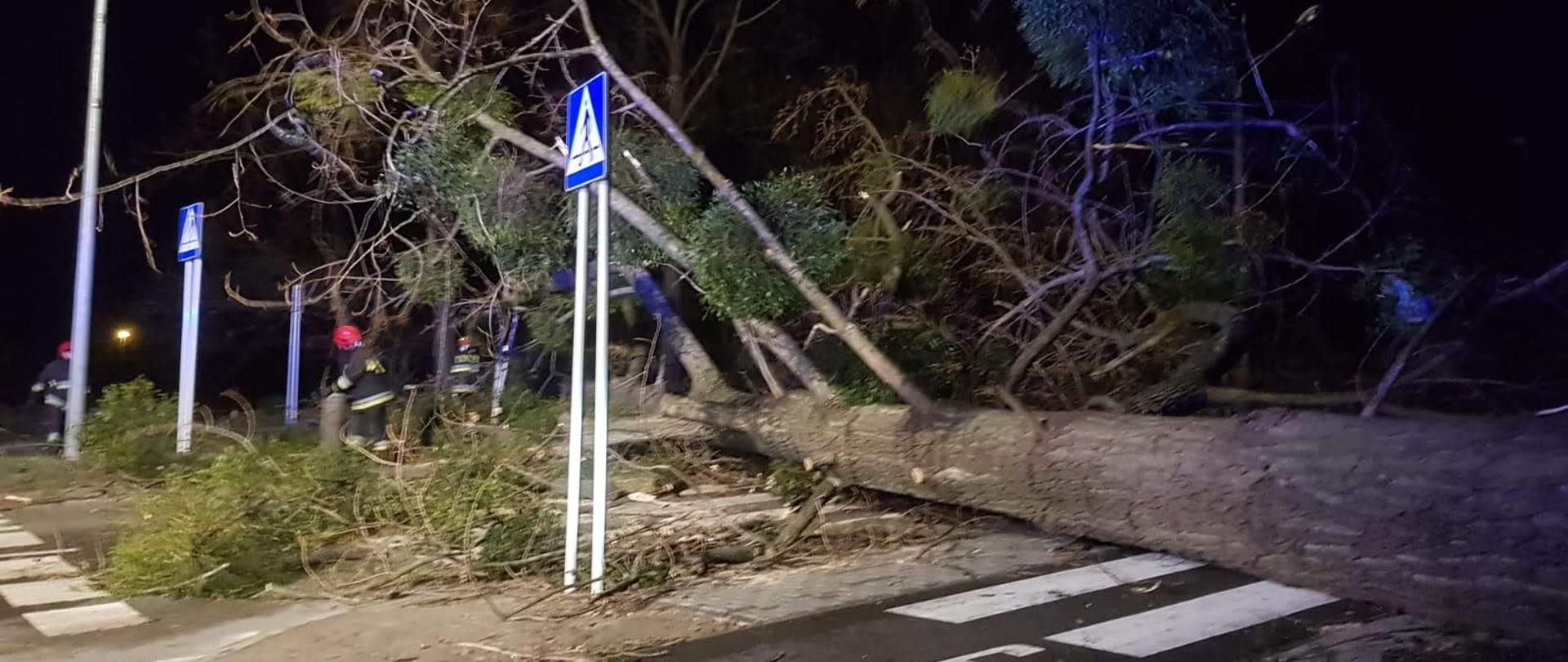 Powalone drzewo leży w poprzek drogi. Strażacy pracujący przy jego usunięciu.