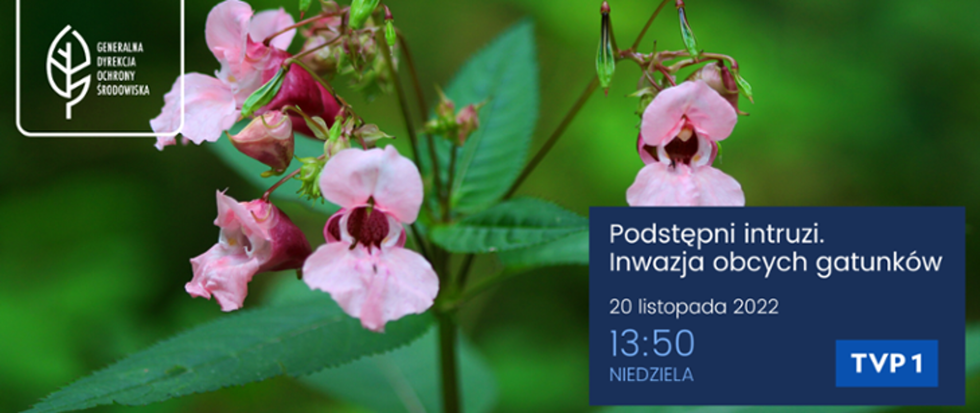 Zbliżenie na roślinę (niecierpek gruczołowaty), widać różowe kwiaty, zielone liście i łodygę.
W lewym górnym rogu logo Generalnej Dyrekcji Ochrony Środowiska (biały liść), w prawym dolnym rogu napis: Podstępni intruzi. Inwazja gatunków obcych.
20 listopada 2022, 13:50, niedziela, TVP 1